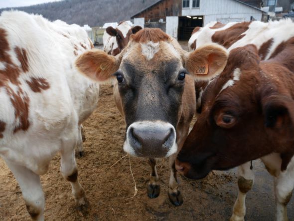 Calves close up looking at the camera