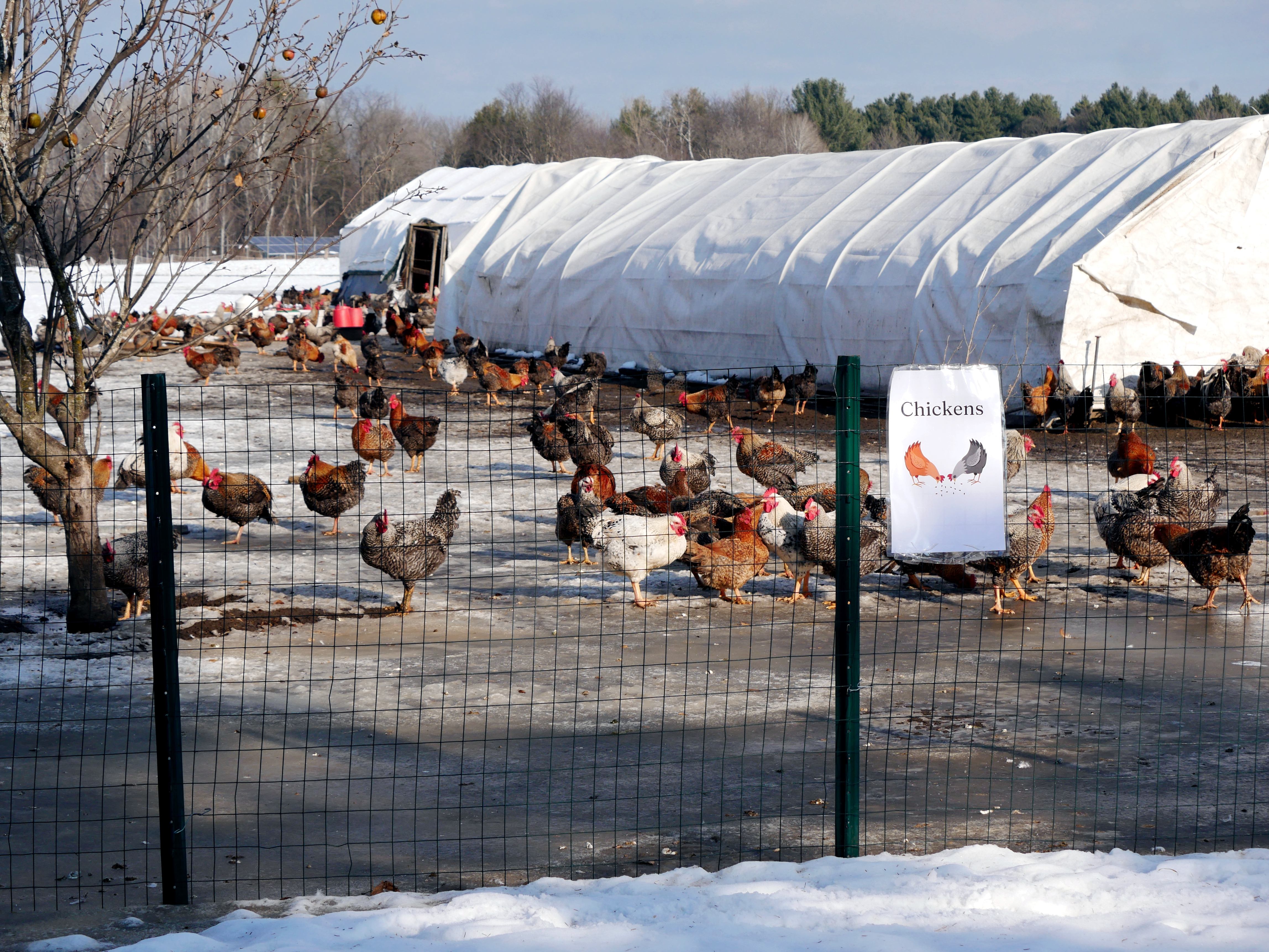 Chickens in a barnyard