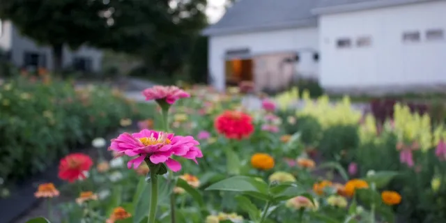 Flowers growing outside