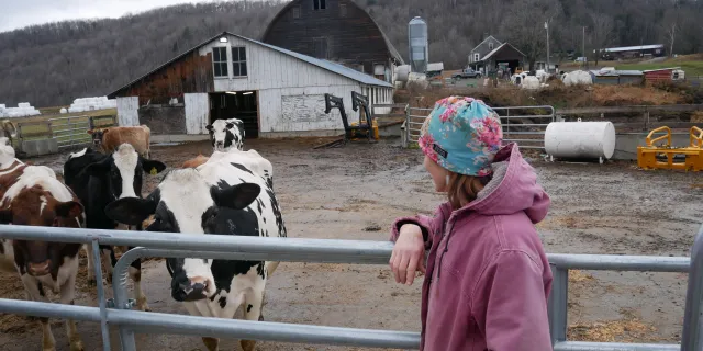 Renee Baker wears a pink jacket and floral hat in right foreground, looking into cow pen with cows on the left. Barn in background.