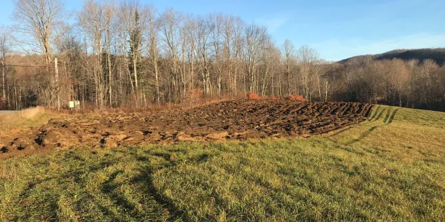 Pastur with tree hedgerow