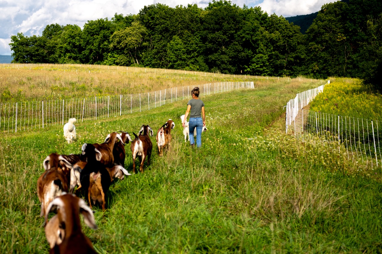 A person walks out to a field leading goats