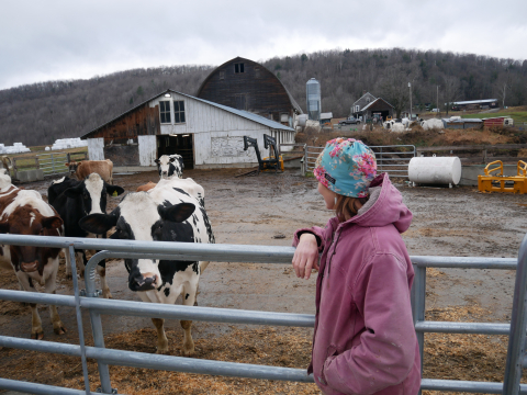 Renee Baker wears a pink jacket and floral hat in right foreground, looking into cow pen with cows on the left. Barn in background.