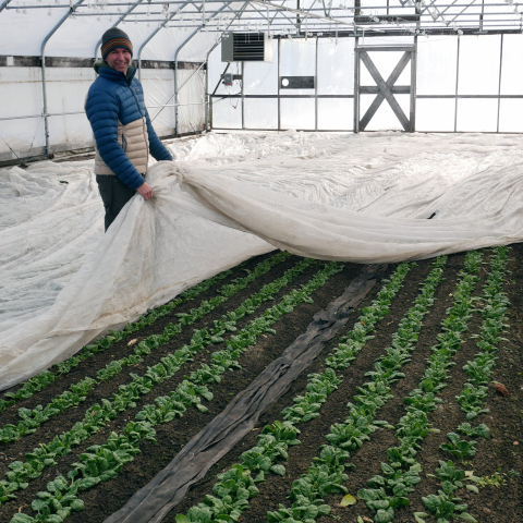 A person stands in a greenhouse in the winter where greens are growing