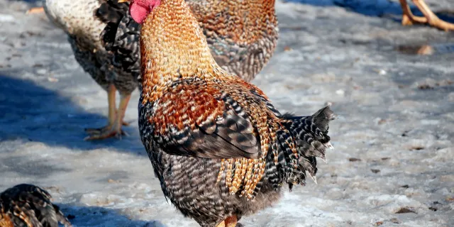 Close up of brown, red, and black chickens on snow