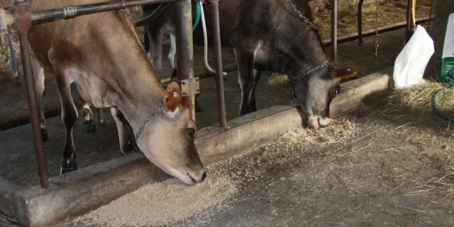 Cows in a barn eating