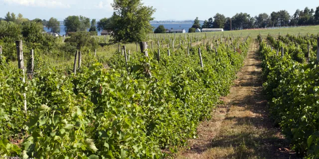 Vineyard in summer