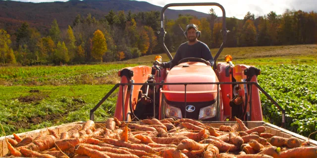 Tractor in a field pulling a wagon with carrots