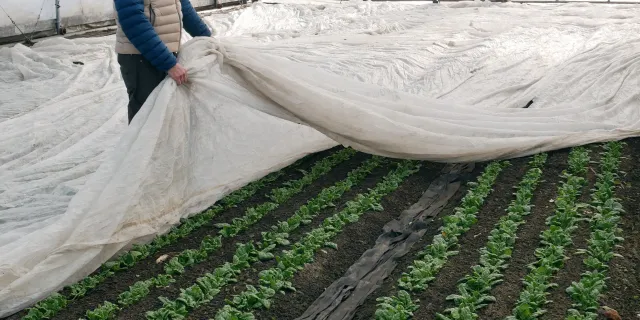 A person stands in a greenhouse in the winter where greens are growing
