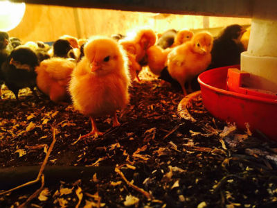 Doolittle Farm Chicks