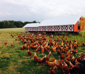 Tangletown Farm Chickens in the Field