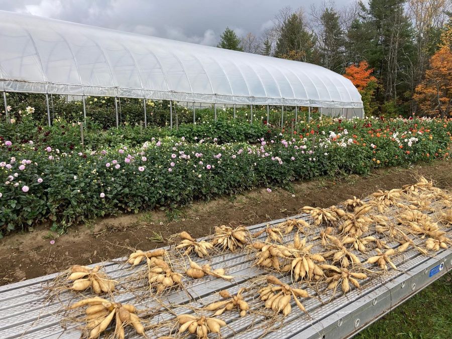 Morey Hill Farm flower beds and washing and drying dahlia rootstock.