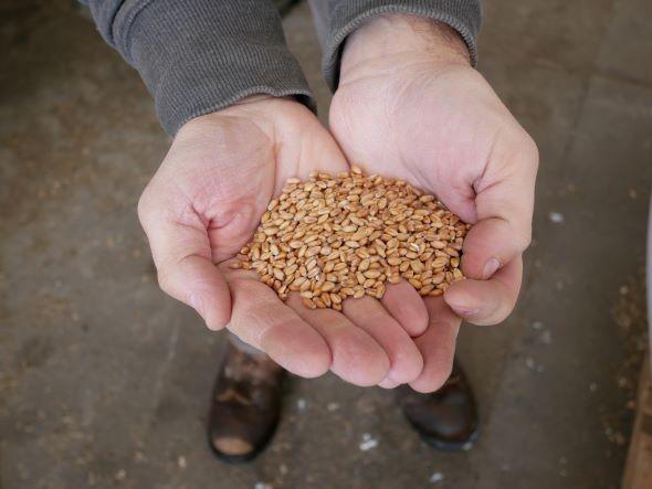 Handful of barley