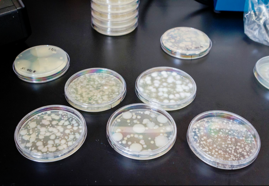 Petri dishes with active cultures growing in them