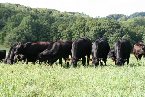 Almanack Farm cattle