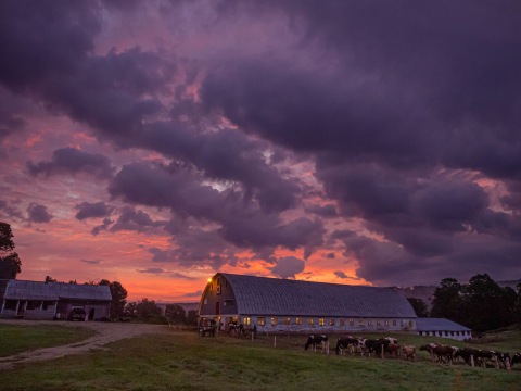 Hillside Homestead - sunrise over a dairy farm with a house on the bottom left and a barn on the bottom right. Herd of cows making their way into barn.