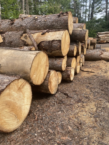 Lumber yard logs