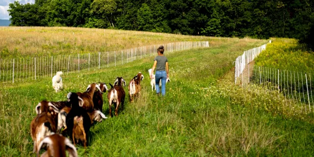 A woman leads a group of goats out to a field in spring