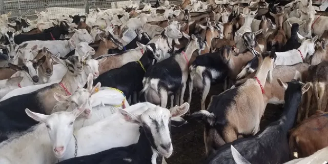 Joneslan Goats