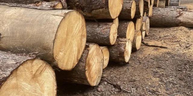 Lumber yard logs