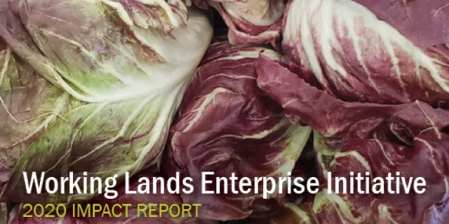 2020 WLEI Impact Report
