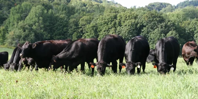 Almanack Farm cattle