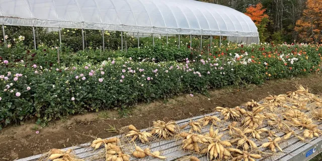 Image of Morey Hill Farm washing and drying rootstock. 