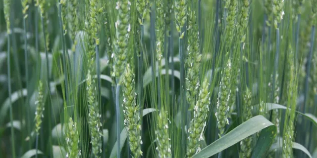 Field of Wheat